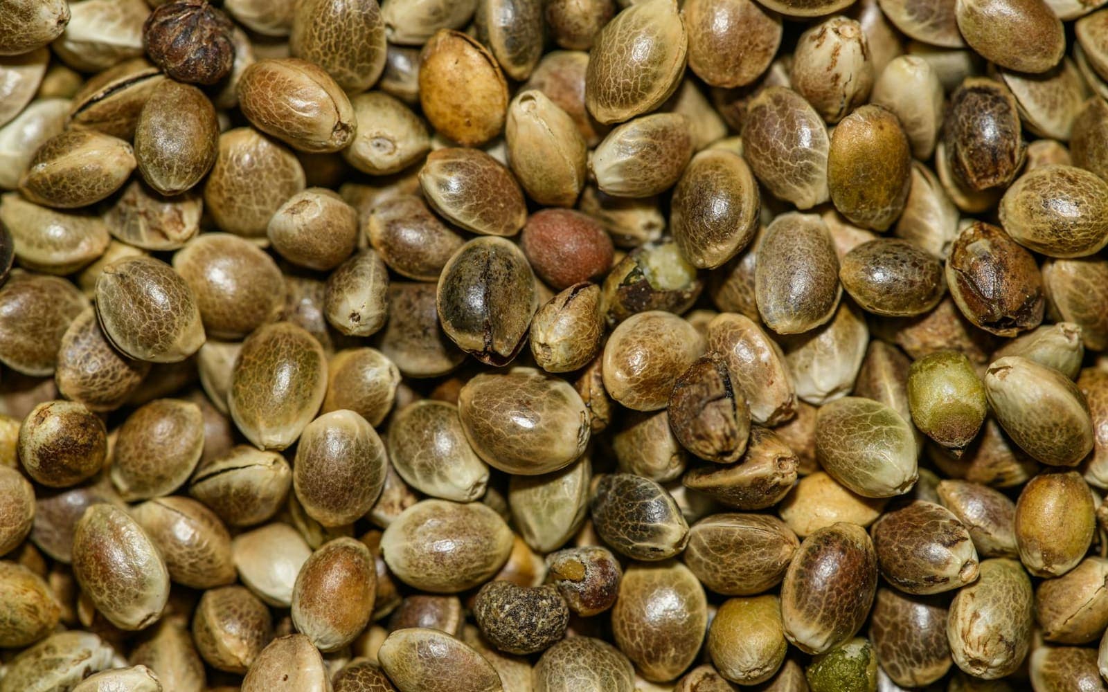 Glúten causa intestino inchado em quem não tem celíaca?